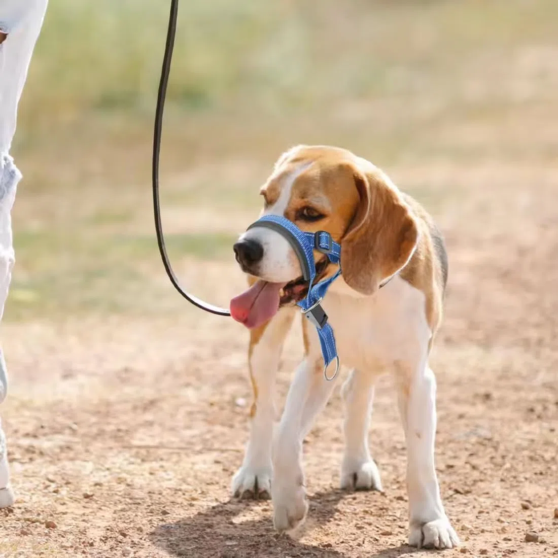 REC Collare Addestramento Cani,Muso Del Cane,Collare per Cane Cone Cinturino di Sicurezza,Cavezza da Testa per Cane,Regolabile e Facilmente Controllabile(L)