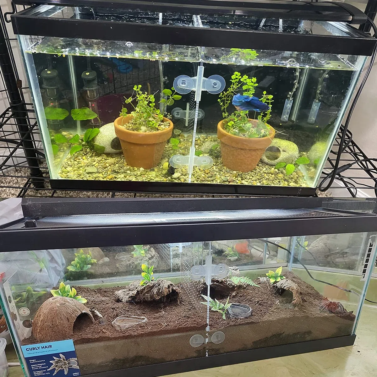 Cuyacili Divisori per Acquario Divisorio per Acquario in Acrilico con 8 Ventose Accessori Separatore di Pesce Piatto Trasparente 30 * 40 cm