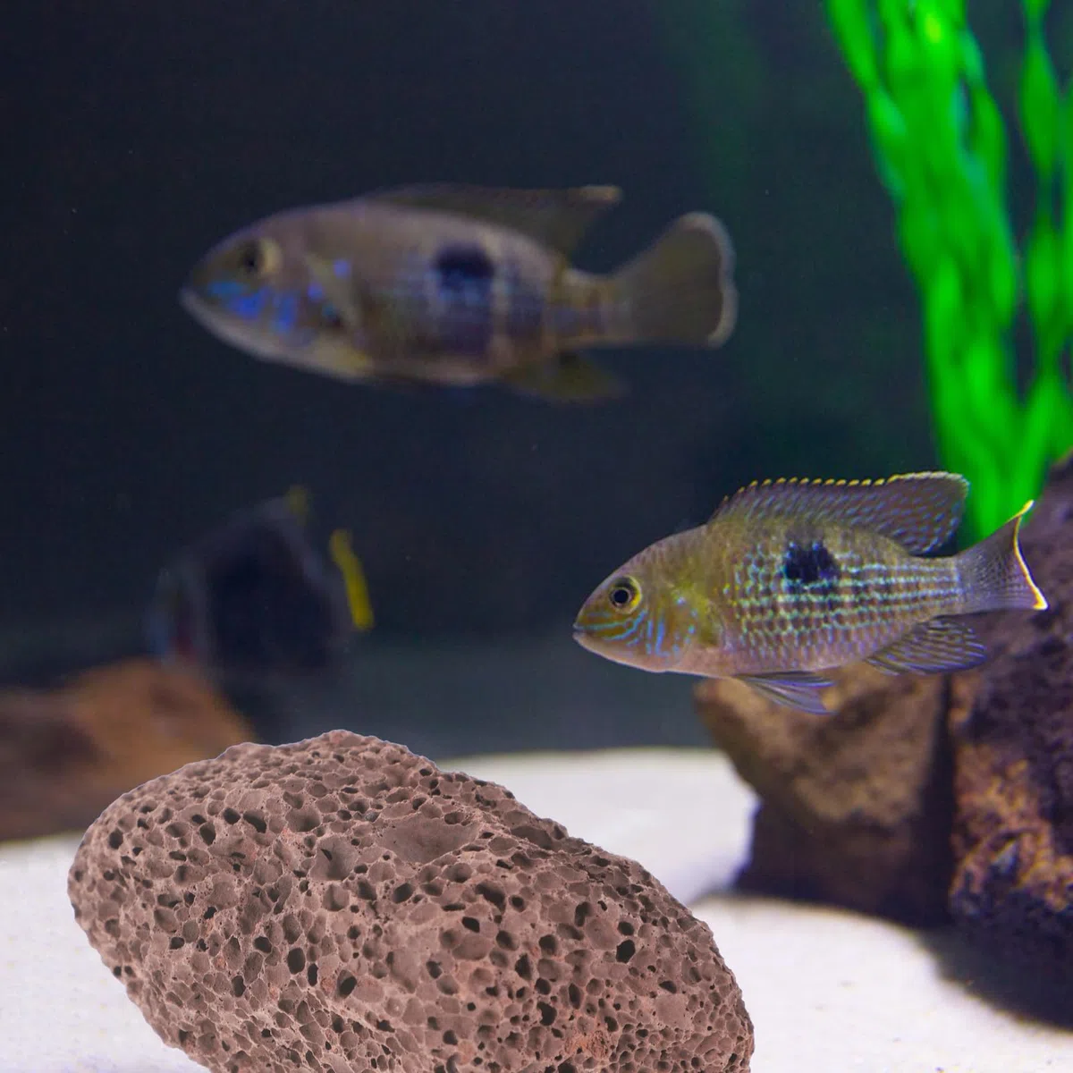 iplusmile Rocce Vulcaniche per Acquario 6X6X6 Cm Materiale Filtrante Naturale per Acqua E Marina Pietre Laviche per Filtro E Decorazione Subacquea per Serbatoio di Pesce