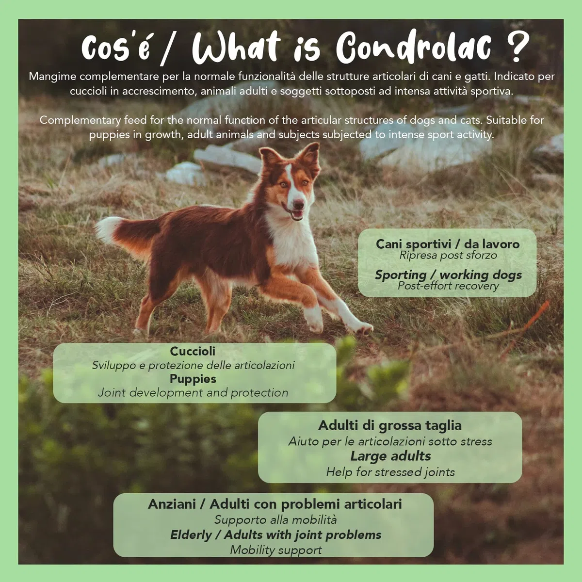 Dulac - Condrolac Integratore Articolazioni Cane e Gatto, 90 Compresse, con Glucosamina e Condroitina, Favorisce la mobilità delle Articolazioni, Ideale per tutte le Razze e Taglie, Made in Italy