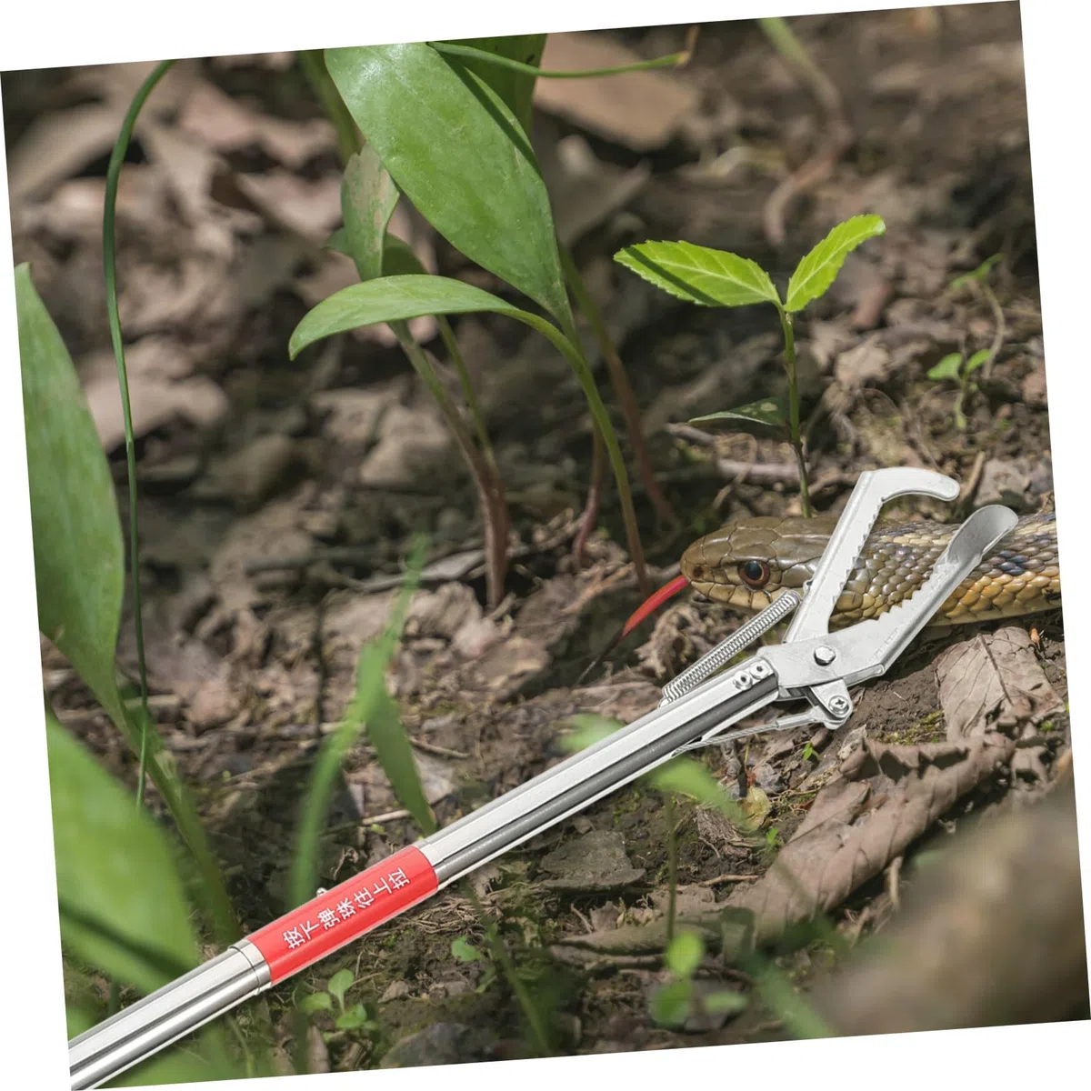 Toddmomy Pinza in per e Granchio con Mascella Larga Antiscivolo e Resistente Allusura Strumento Multifunzionale per Loach e Rifiuti Design Sicuro per Mani Protette