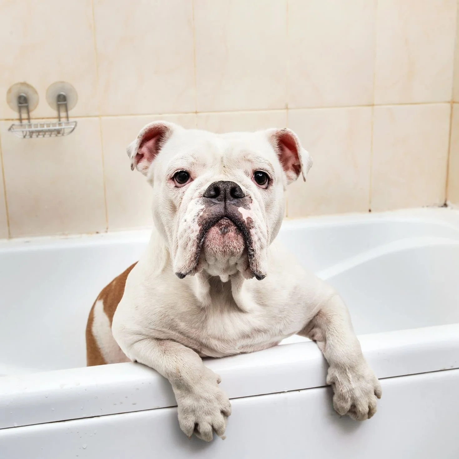 Balsamo PEK Conditioner Crema e Balsamo per Cani e Gatti - 250 ml - Ideale per Districare Nodi - Dona Elasticità e Morbidezza - IV San Bernard