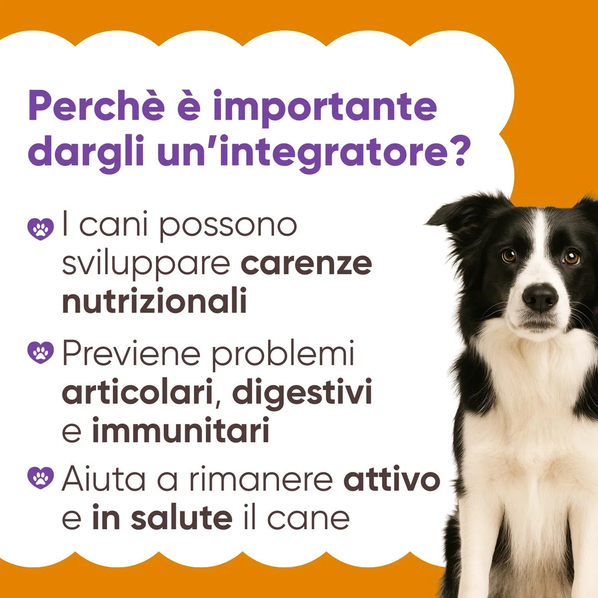 Integratore Multivitaminico Completo 11 in 1 | Integratore per Cani in Polvere (250g) | 20 Vitamine e Minerali e Moringa BIO | Senza Appetizzanti Animali | Dieta Casalinga | Made in Italy - WELLWOOF