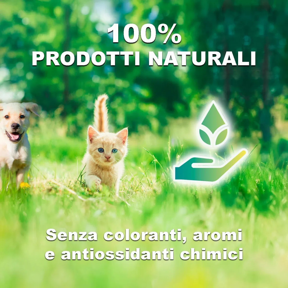 GREENHEART-PREMIUMS | Crocchette per gatti anziani | SENIOR CON PESCE E RISO | Senza Glutine | Prodotto Premium | 100% Ingredienti Naturali | Senza Coloranti Aromi e Antiossidanti Chimici (1,5 kg)
