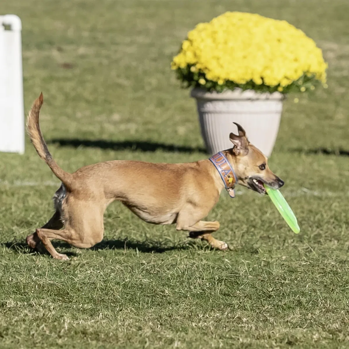 Hyperflite Jawz Pup, 7-Inch, Lemon-Lime by Hyperflite