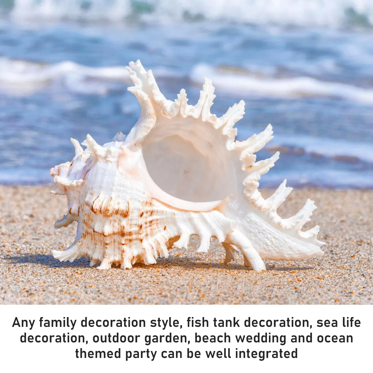 Conchiglie Naturali Grandi, Decorative per Oceano, Acquario, Matrimonio, Casa e Festa a Tema Spiaggia