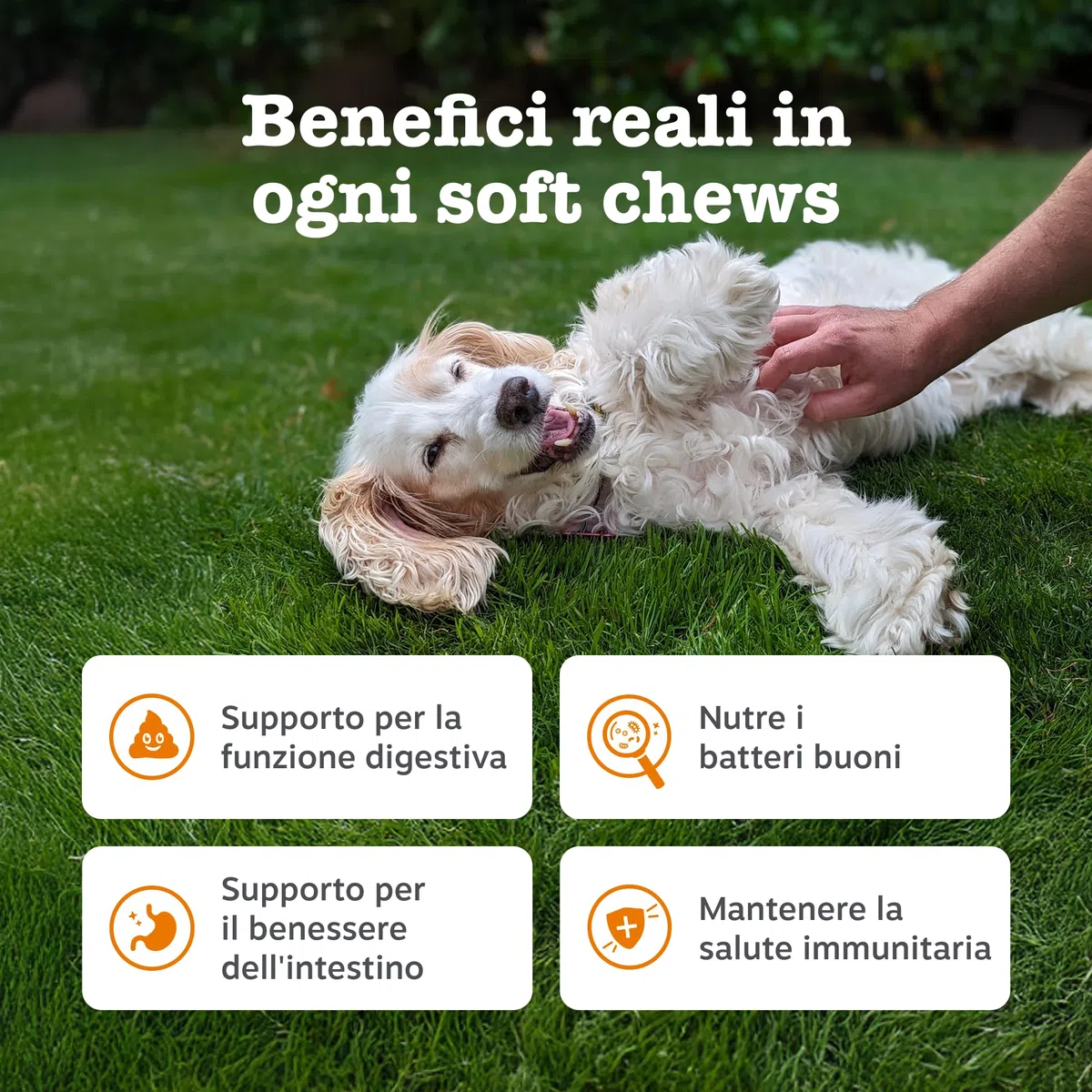 Zesty Paws Probiotici per Cani – Supporta Salute Intestinale, Digestione – con Pre, PRO e Postbiotici, Zucca e Semi di Lino – Equilibrio Digestivo – 90 Bocconcini