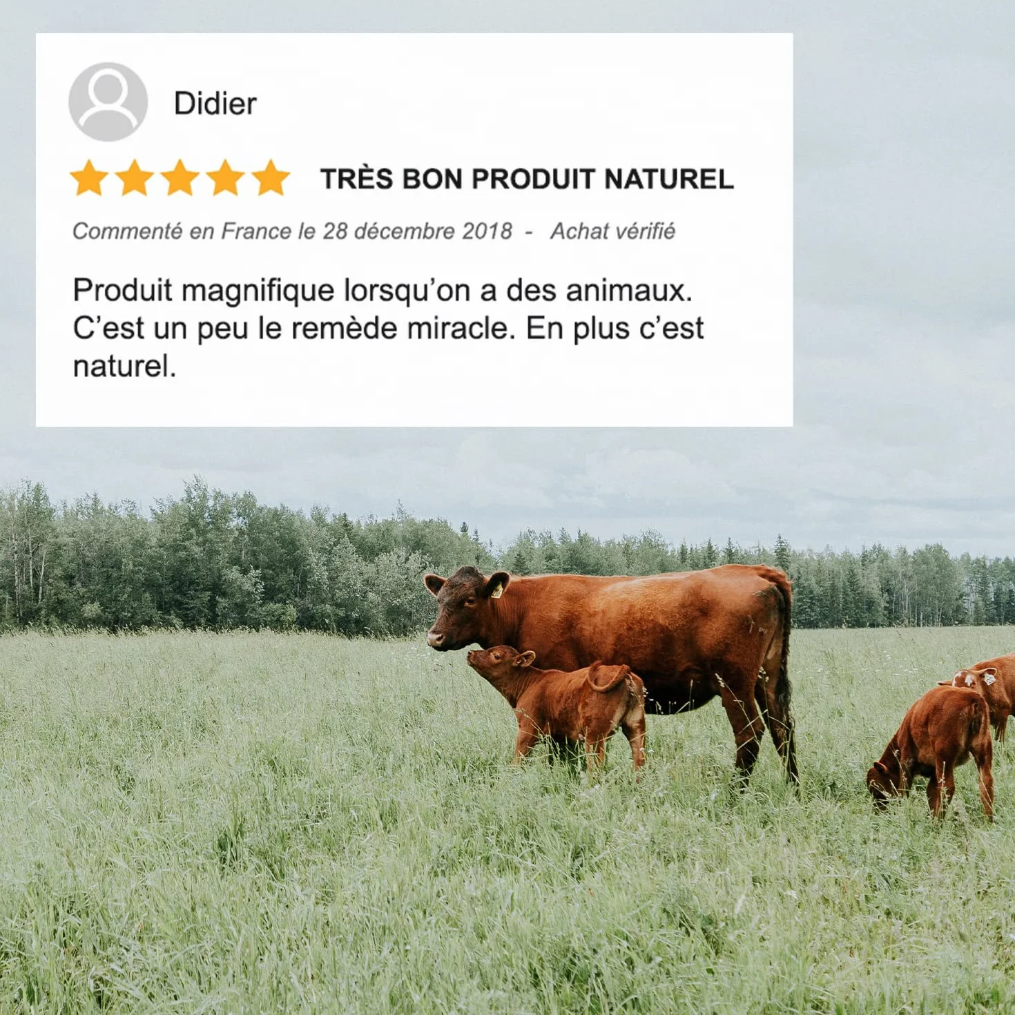 Distillerie des Cvennes - Olio di Cade Vera 250 g, pronto all'uso