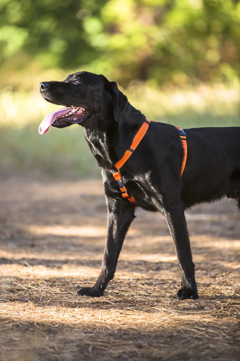Rogz Utility Small 3/20,3 cm Riflettente Nitelife Regolabile Dog h-Harness