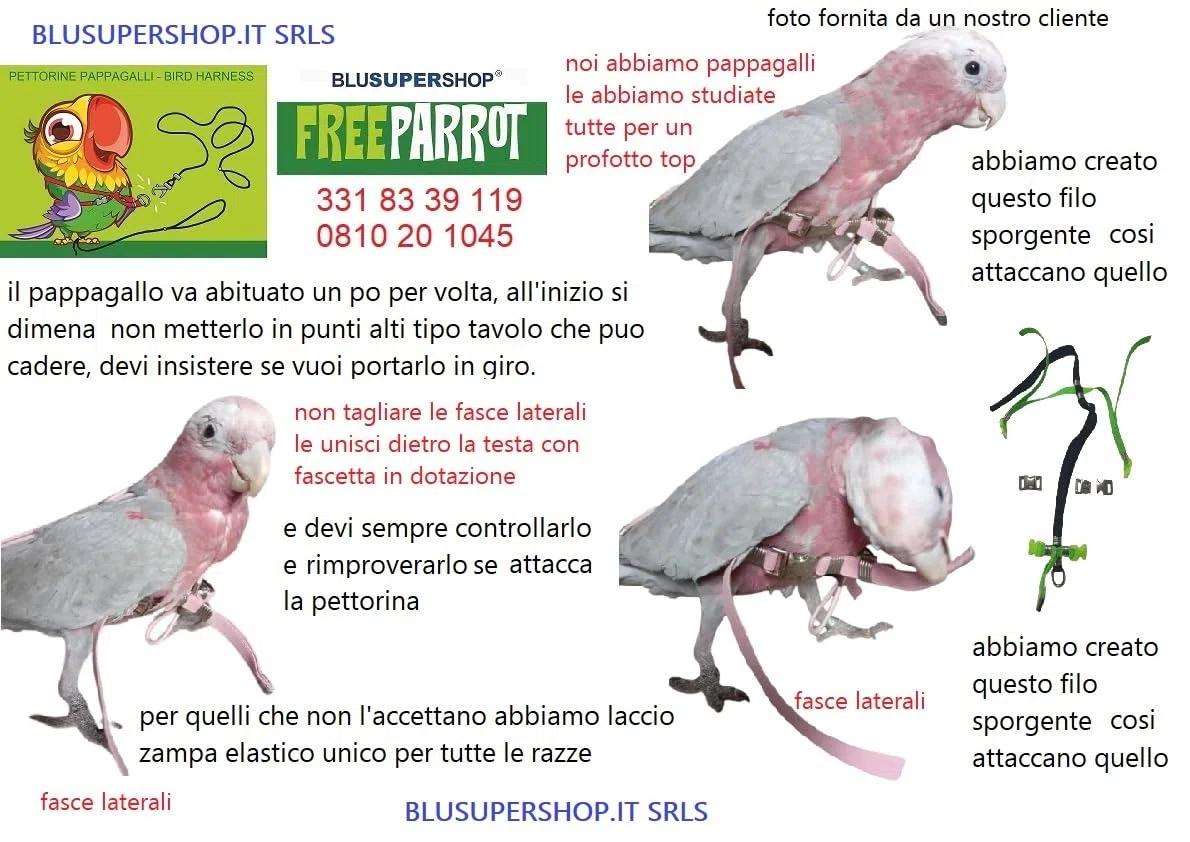 PETTORINA PAPPAGALLI PARROCCHETTO DAL COLLARE corda 3mm elastica nera al collo, fasce nastro 10mm, 2 attacchi,ACCIAIO SGANCIABILI REGOLABILI con GUINZAGLIO 1M xtutte le razze + amuleto
