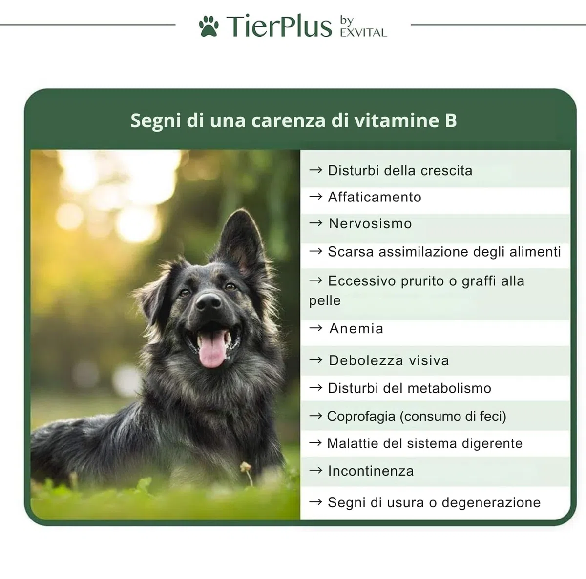 TierPlus Complesso di Vitamine B per Cani e Gatti – B1, B2, B3, B5, B6, B9, B12, K3, 120 compresse, ad alto dosaggio – Prodotto in Germania