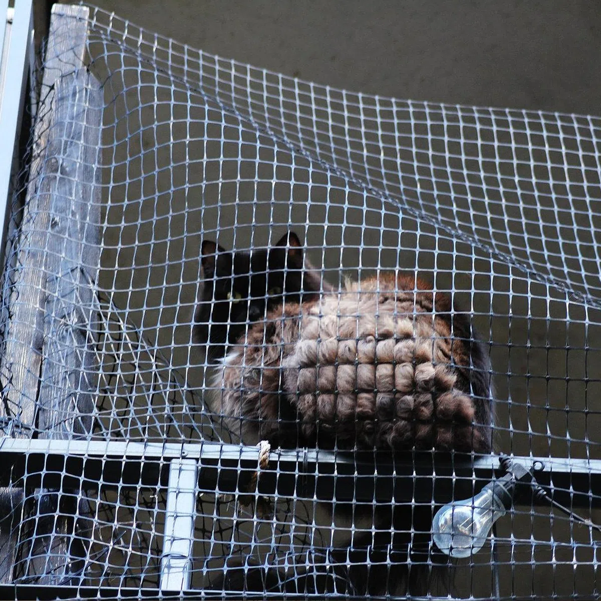 Rete per gatti per balcone, 6 x 3 m, rete per gatti rinforzata con filo rinforzato, rete per gatti con corda di fissaggio da 19 m e accessori, rete di protezione per gatti, per balconi, scale