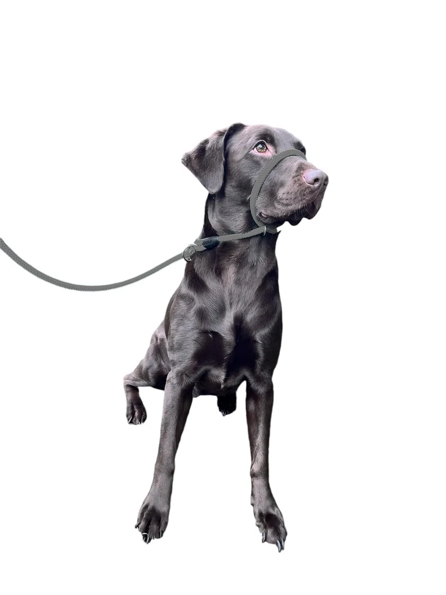 L&J Pets UK Guinzaglio anti-tiro, figura 8 all-in-one e cavezza