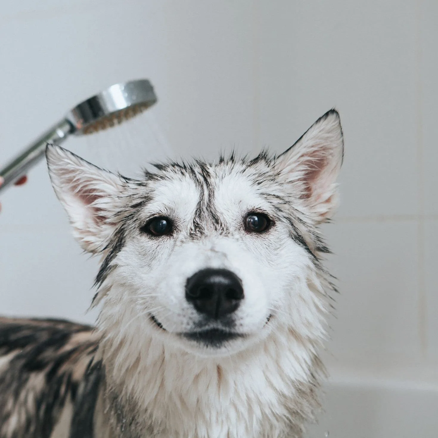 Balsamo PEK Conditioner Crema e Balsamo per Cani e Gatti - 250 ml - Ideale per Districare Nodi - Dona Elasticità e Morbidezza - IV San Bernard