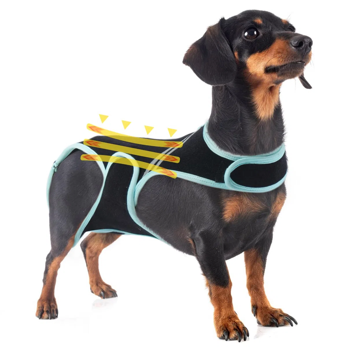 PUMYPOREITY Tutore per Schiena Cani IVDD, Busto per Schiena Cani, Gilet di Supporto per Schiena Bassotti, Artrite IVDD, Ernia del Disco, Recupero Chirurgico Spinale(M)