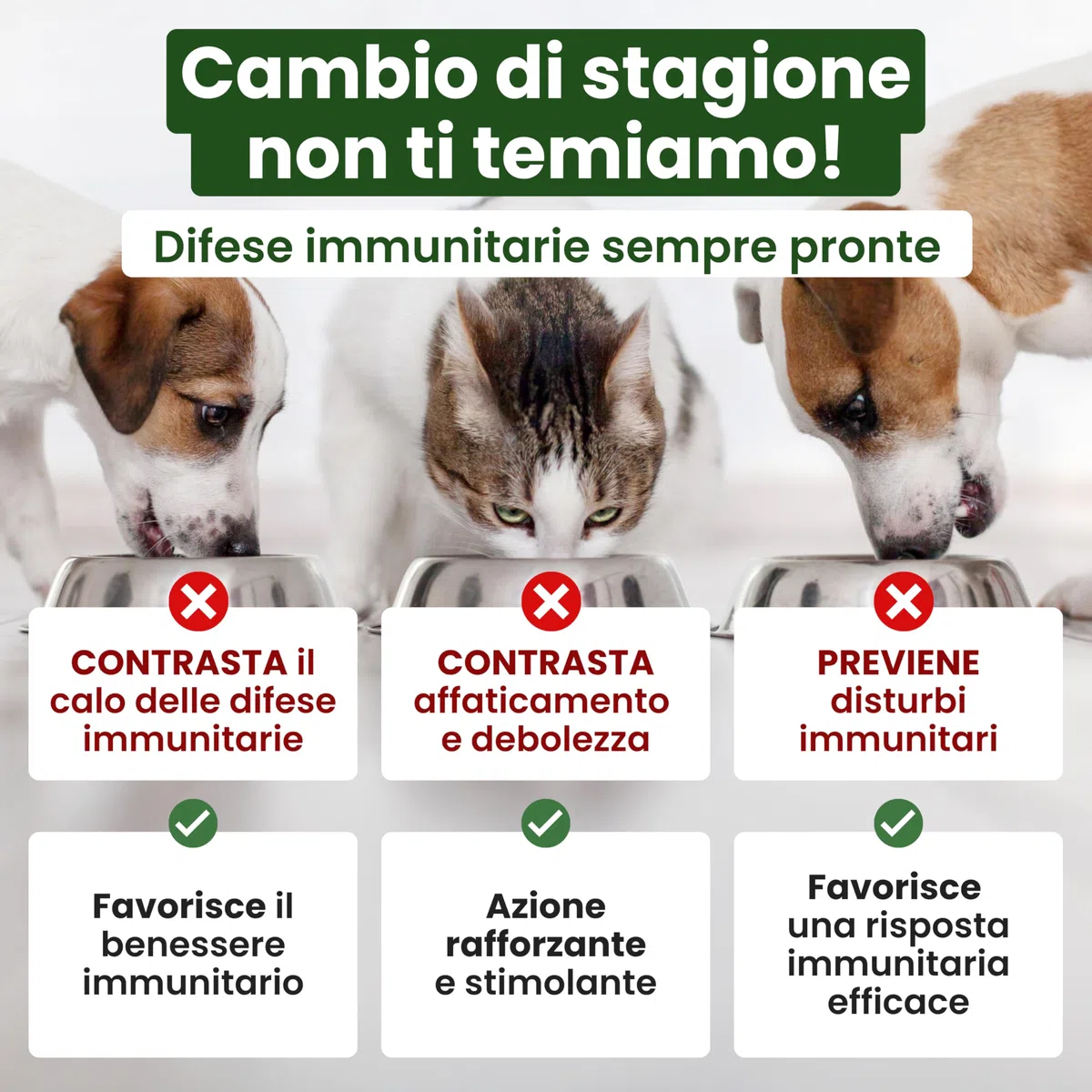 Trebifarma Immunov Phyto Pasta per Cani e Gatti – Supporto Naturale alle Difese Immunitarie – Mangime Complementare per il Sistema Immunitario – Siringa Graduata Multidose da 30g