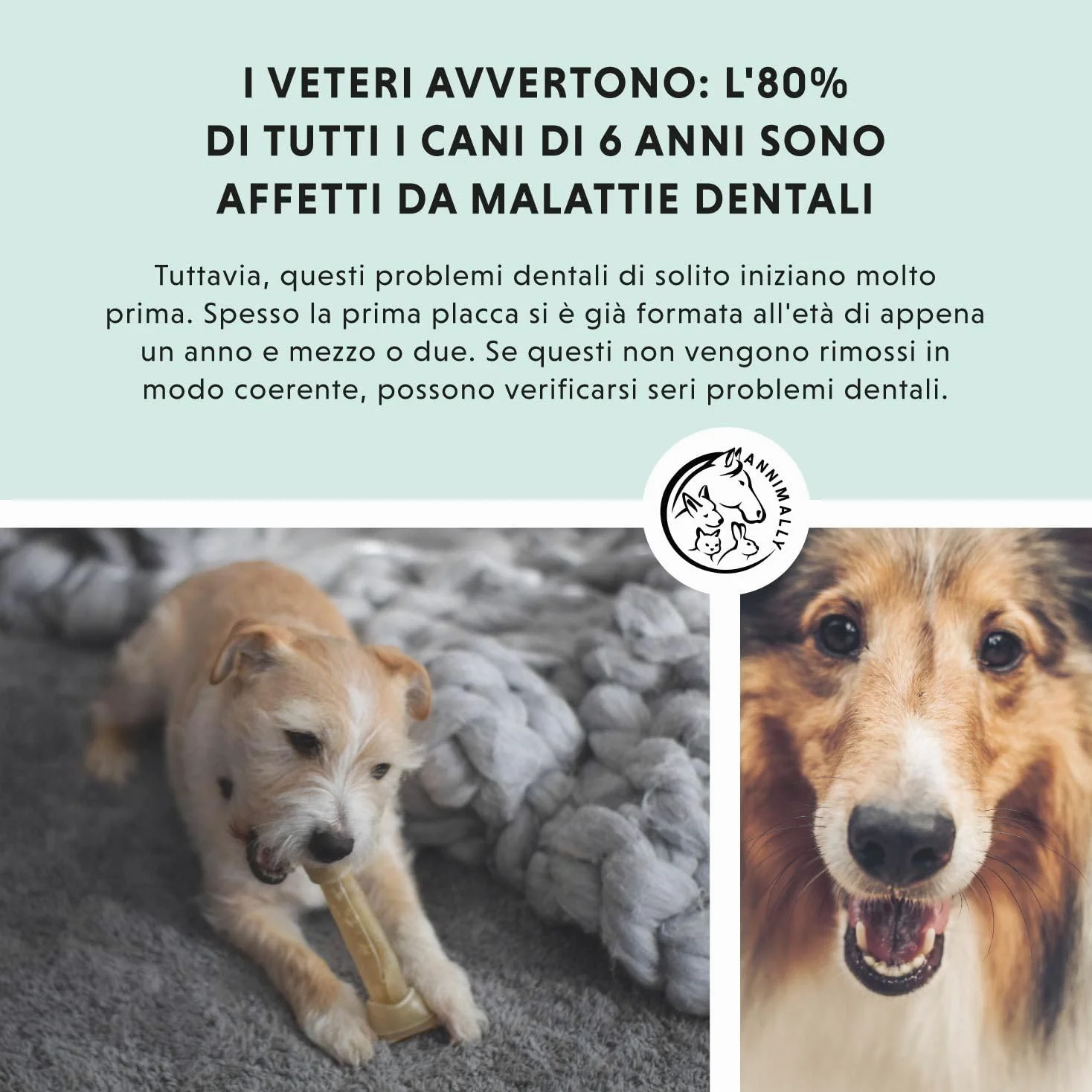 Polvere denti cane - Rimedio contro il tartaro per cani - Pulizia denti cane naturale particolarmente efficace per denti gialli, alito cane cattivo e placca (100 g)