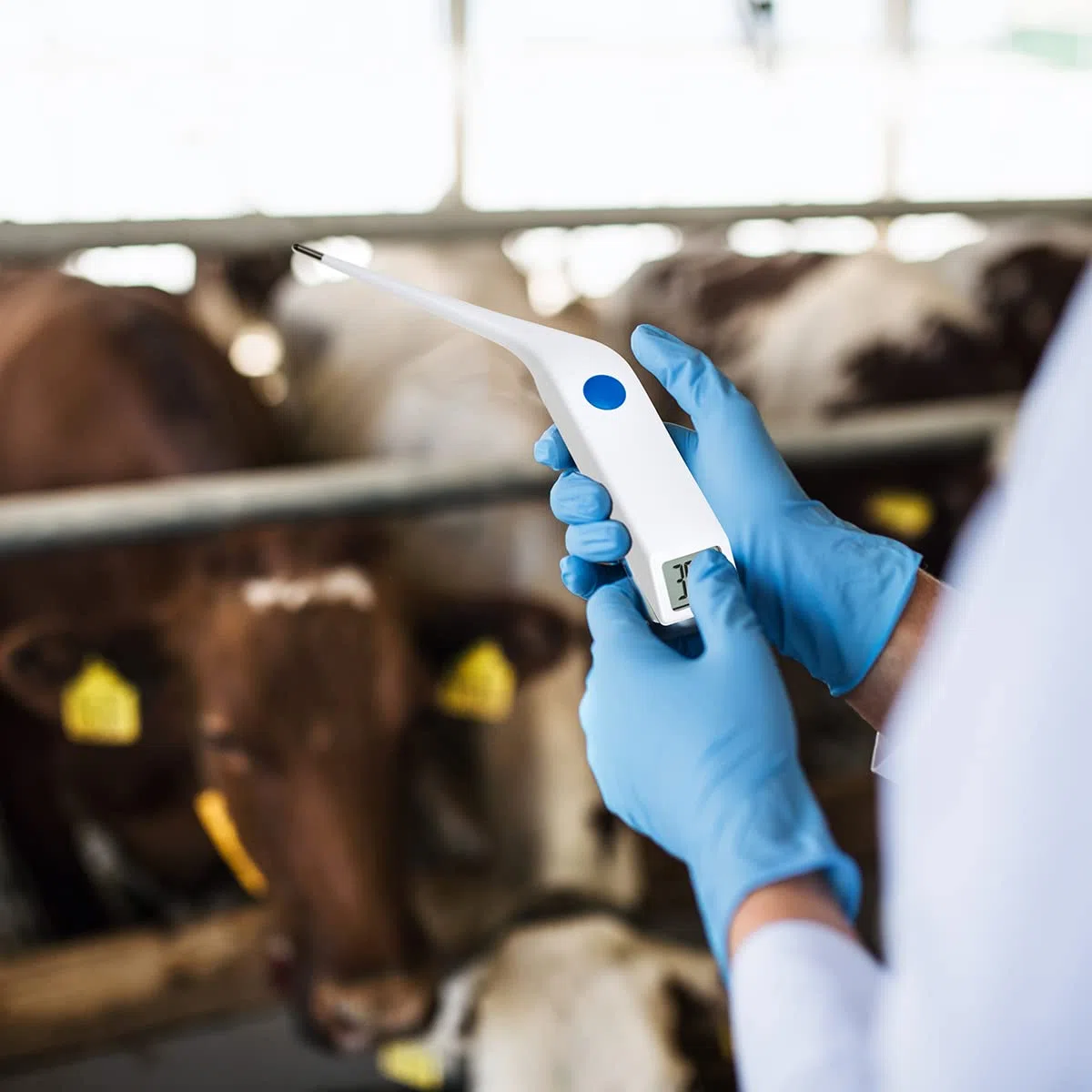 TFA Dostmann Termometro per animali veterinario digitale VET 112, 15.2019, per la misurazione della febbre in cani, gatti, cavalli, ecc., impermeabile IP67, con memoria dei valori misurati, bianco