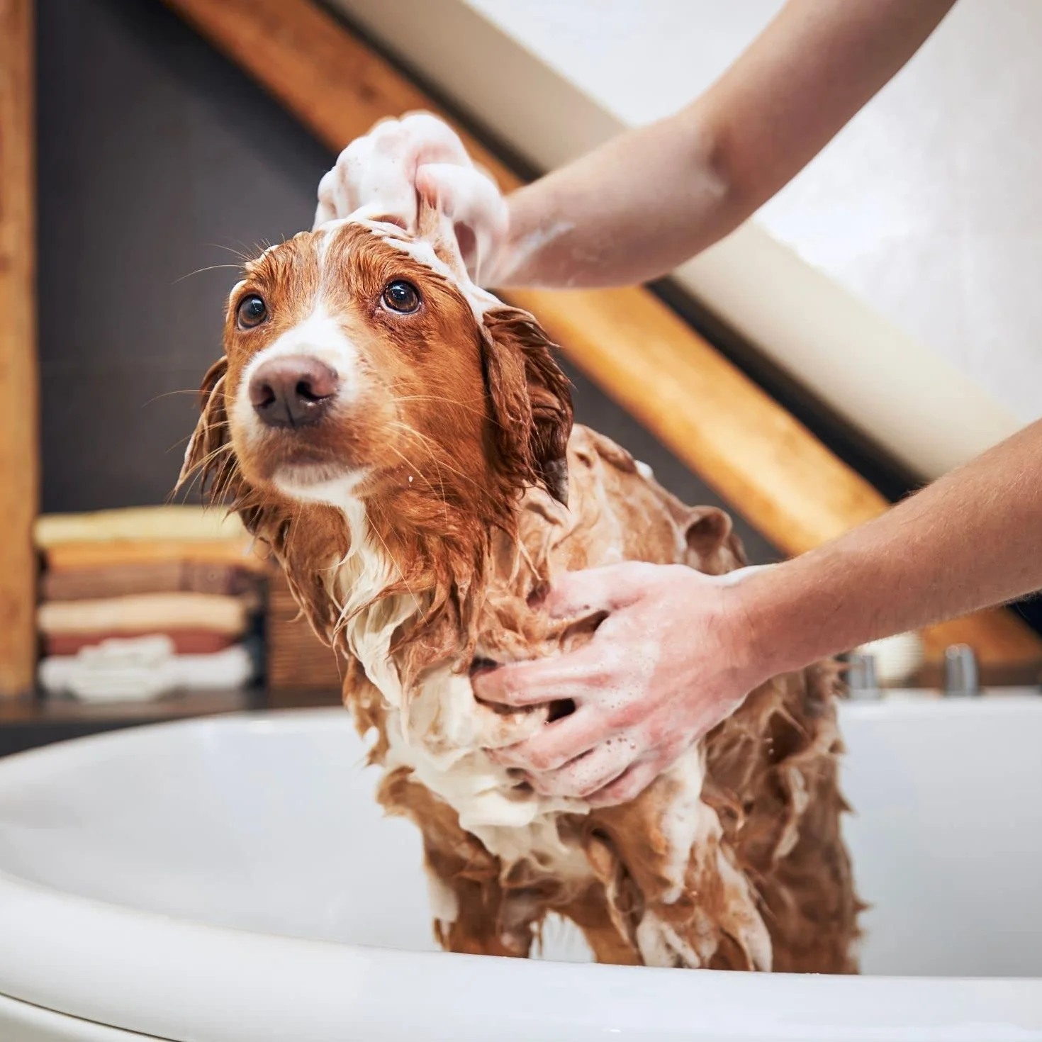 Bálsamo Caviar - Crema y Acondicionador para Perros - 300 ml - Contribuye a Mantener Una Hidratación Adecuada del Manto - Artículos de Higiene para Perros - Ideal para Competiciones - IV San Bernard