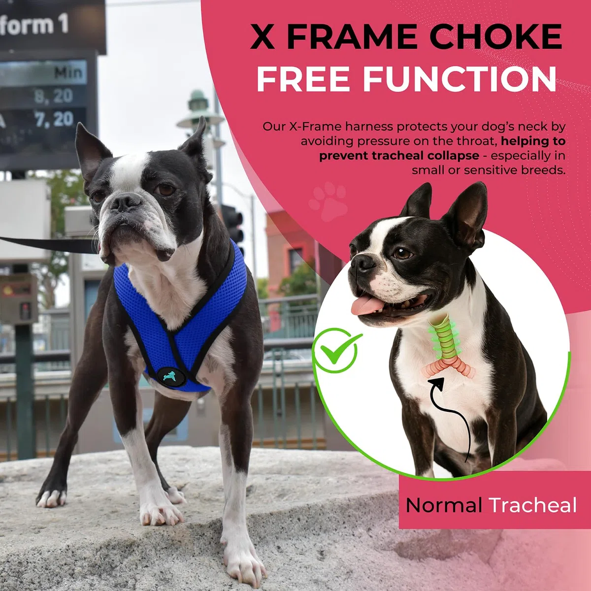 Gooby Choke Free Comfort x Morbido Dog Harness