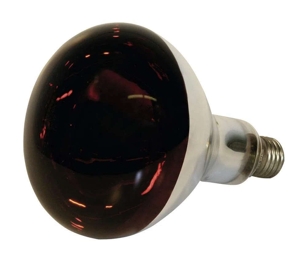 Kerbl - Kit Lampada a Raggi Infrarossi Riscaldante da 250 W + Riflettore Portalampada con Griglia di Protezione, Catena per Il Fissaggio e Cavo da 2.5m