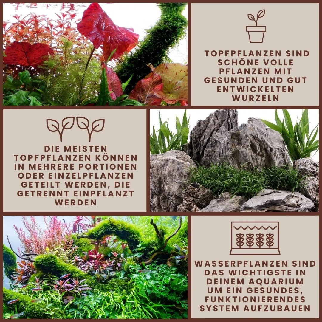 AquaOne Pianta per acquario, 3 pezzi, Ceratopteris thalictroides, pianta acquatica, pianta a stelo completamente radicata, facile da pulire, decorazione Aquascaping