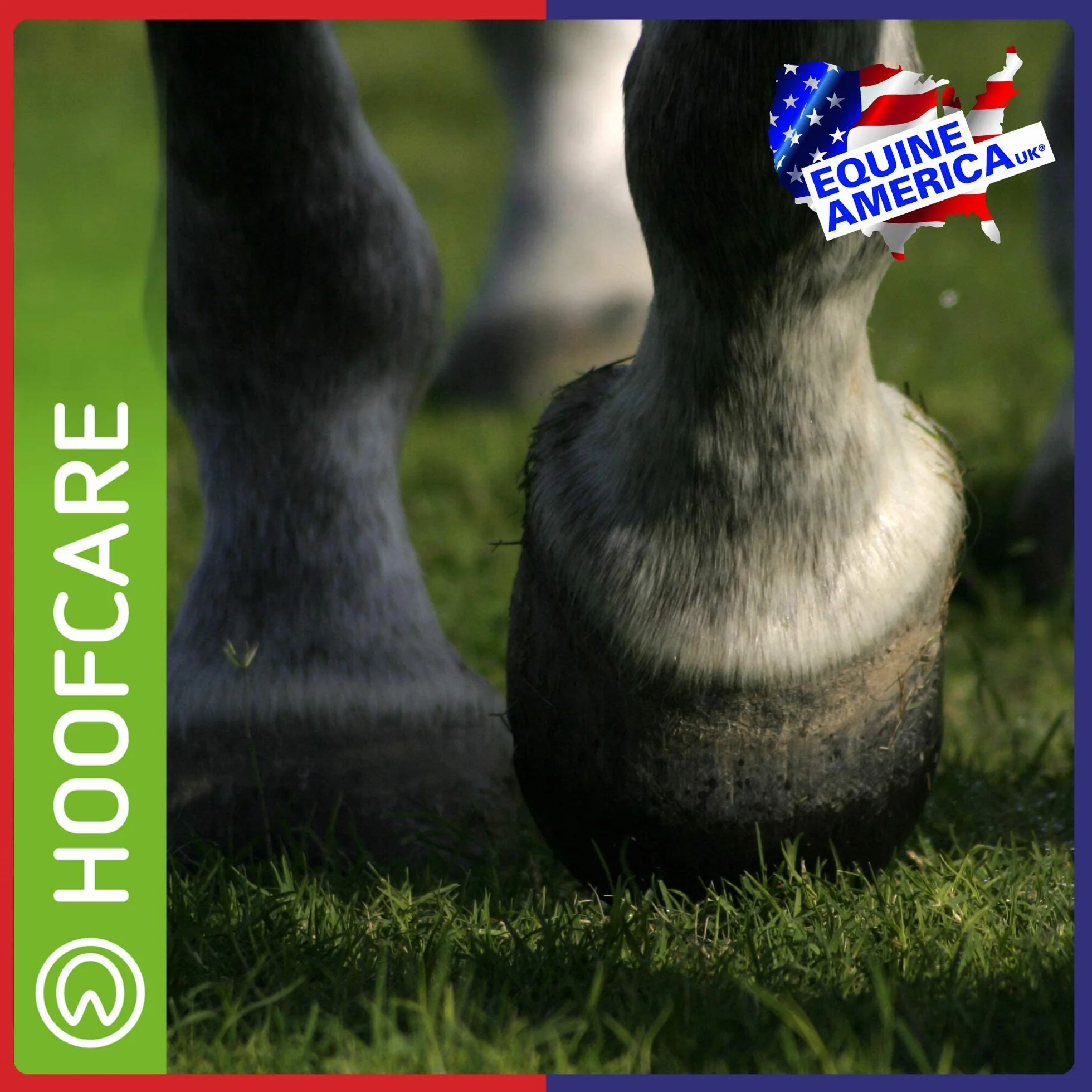Equine America Biotina Xtra Polvere | Integratore Premium pronto all'uso per cavalli e pony, per supporto zoccolo | 2,5 kg
