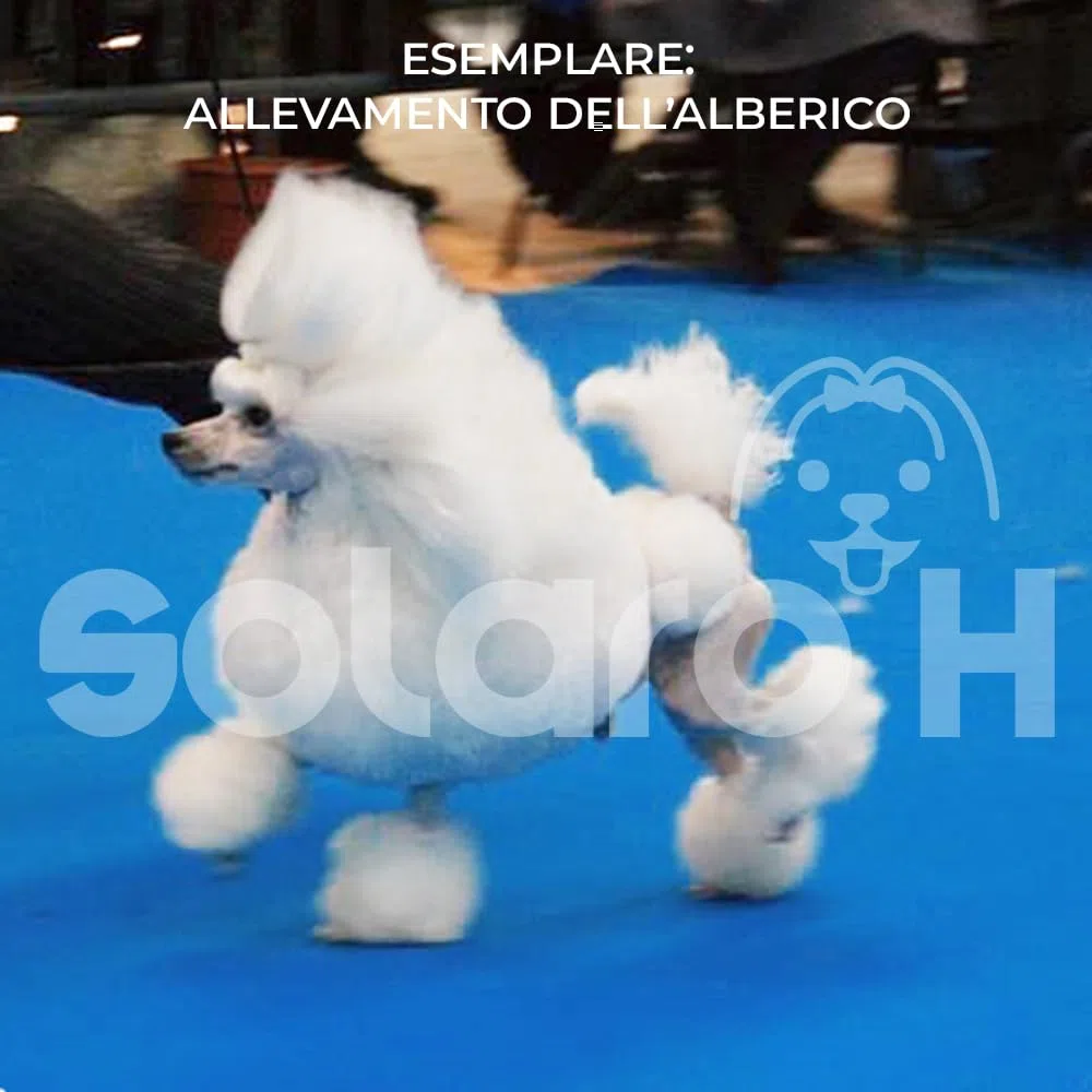 Solaro H | Shampoo per Cani e Gatti Ultra Soft Delicato, Districante, Nutriente per Manti Lunghi 500ml | Made in Italy
