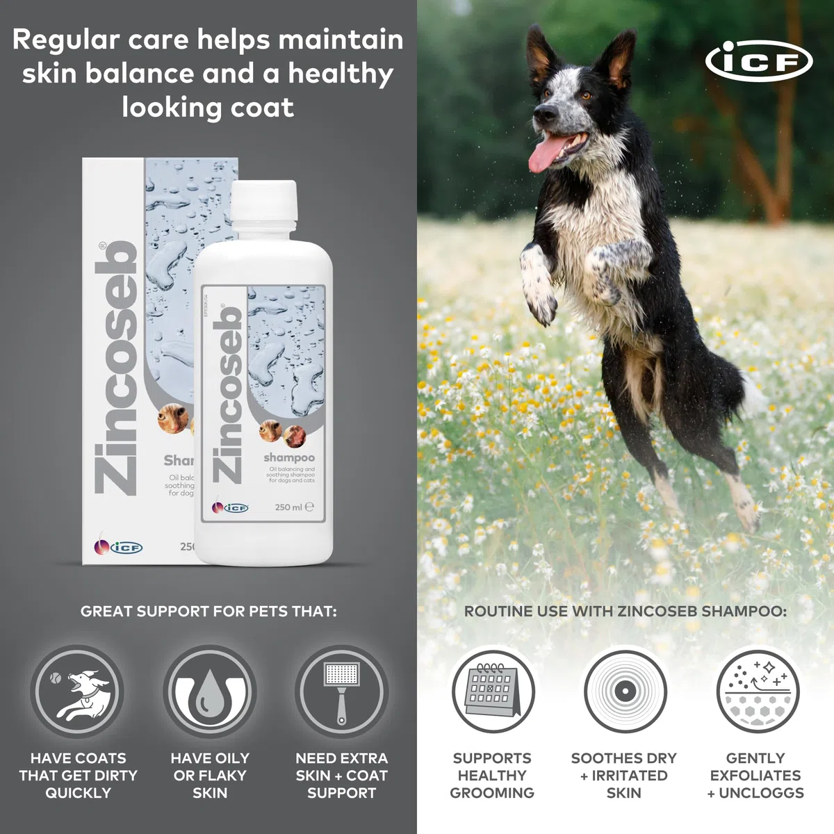 ICF | Zincoseb Shampoo per cani per alleviare il prurito della pelle + antimicotico + antibatterico per cani e gatti | Realizzato per animali domestici con pelle sensibile | 250 ml ICF | Zincoseb