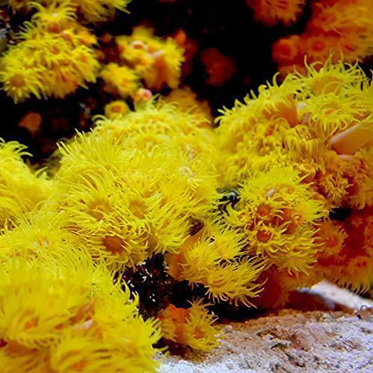 Seachem 08055A Reef Advantage, Magnesium