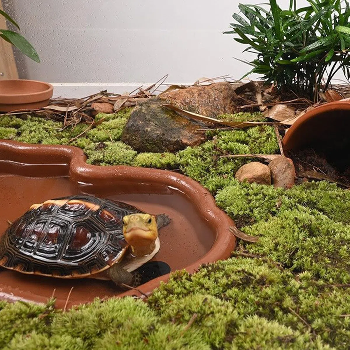 Piscina per Rettili, Vasca da Bagno per Tartarughe con Rampa, Vasca per Rettili, per L'alimentazione dei Rettili con Rampa, Grande Rettile Ciotola per Acqua, Grande Piscina per Tartarughe