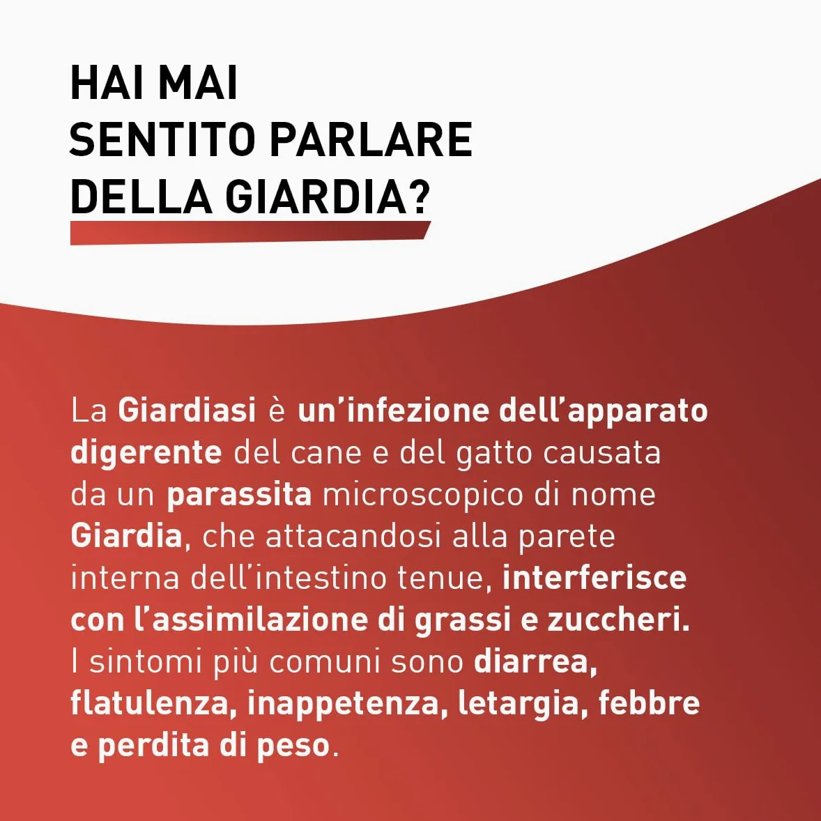 Panacur Pasta - Vermifugo Per Cani E Gatti, Libera da Giardia, Vermi Tondi e Vermi Piatti. Per Cani E Gatti Dai Gusti Difficile