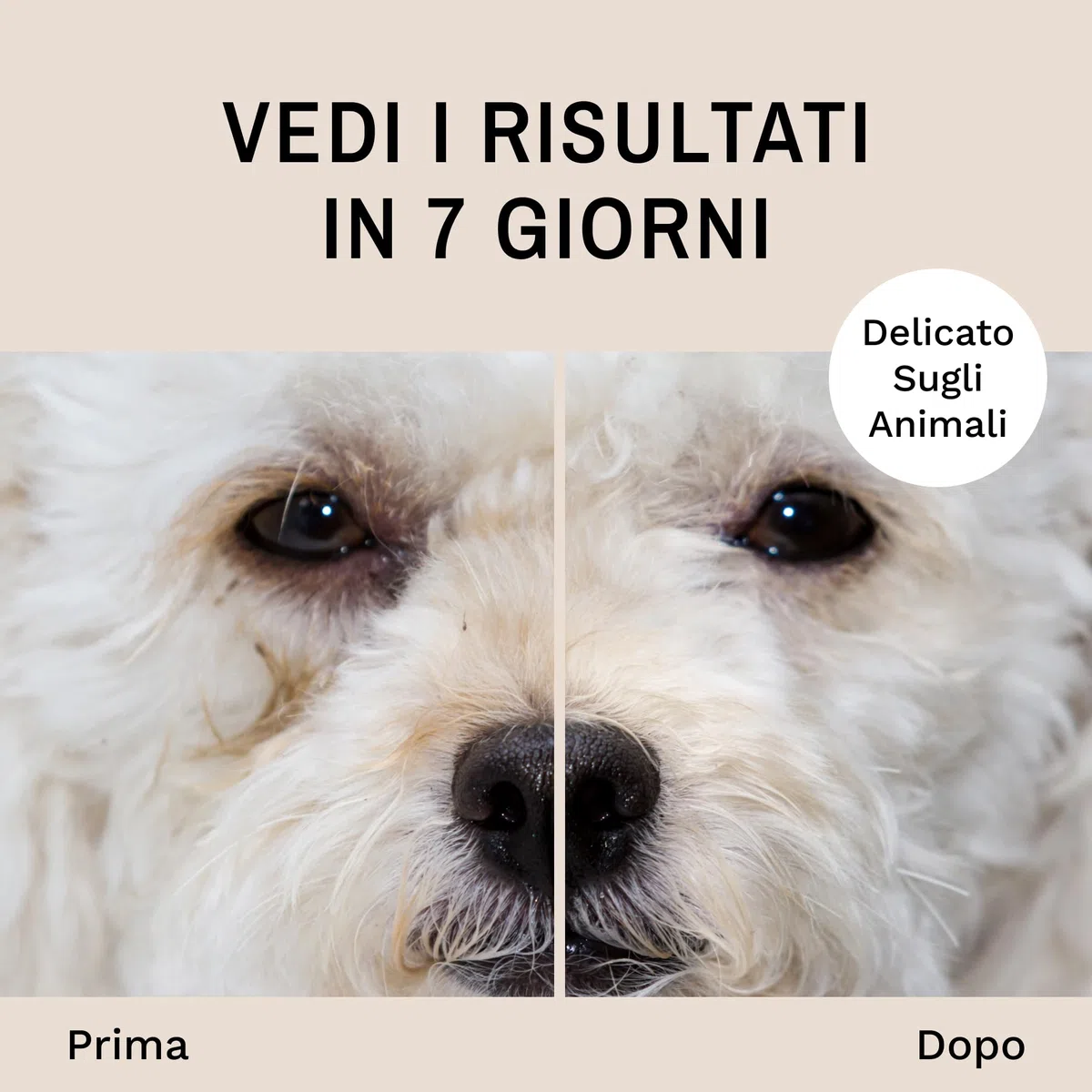 Eye Envy Kit per smacchiare lacrima del Cane | Tear Stain Essentials in Un Kit in Un Sistema a 2 Fasi | Dura 30-45 Giorni | Soluzione 2 Once fluide