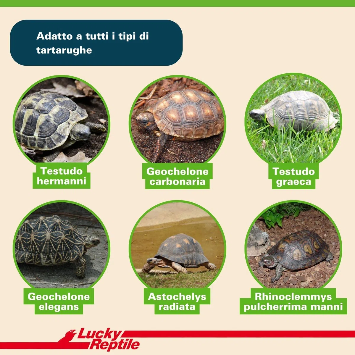 Lucky Reptile 65131 - Terriccio di substrato per tartarughe da terra, 20 litri, Pesca, Brown