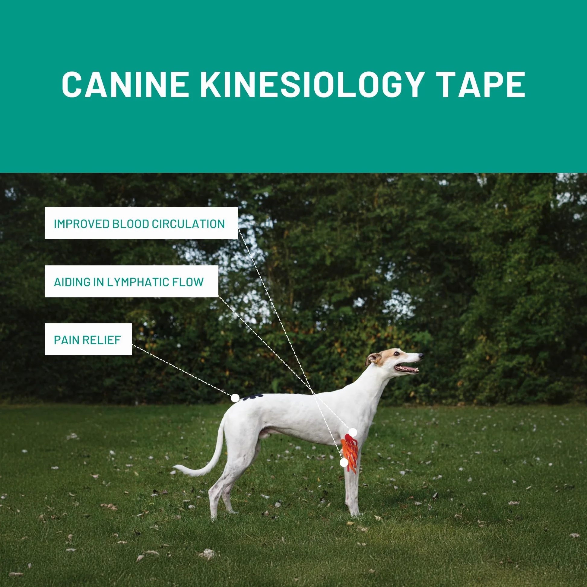 Vetkintape,2 rotoli 3 cmx5 m,nastro kinesiologico per cavalli equine/, migliorare la funzione muscolare, sostenere articolazioni e Segmental influenza