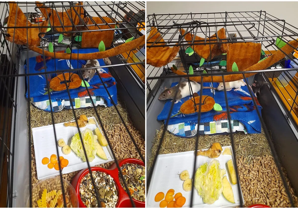 5 Pcs Accessori per Gabbia di Criceti, Porcellini d'India e Furetti - Giocattoli, Amaca e Letto per Piccoli Animali
