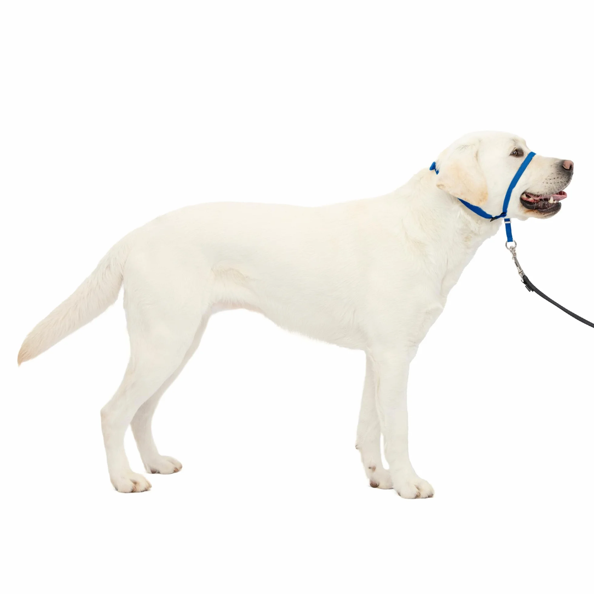 PetSafe Gentle Leader Head Collar con Dvd per Allenamento