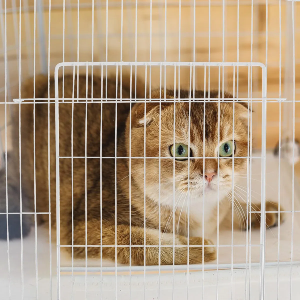 e Porta Pieghevole Interna per per Gatti per in Ferro Bianco Rete Fitta Design Componibile Facile da Montare per Recinti e Trasporto Animali