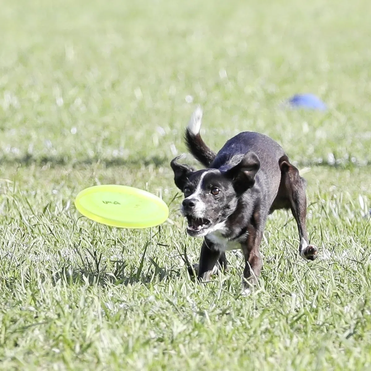 Hyperflite Jawz Pup, 7-Inch, Lemon-Lime by Hyperflite
