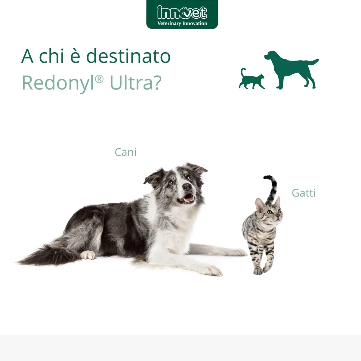 Redonyl Ultra 50 mg per cani e gatti – 60 capsule – Alimento complementare avanzato per il supporto di cute e mantello – Supporta la pelle sensibile e favorisce un mantello sano (50 mg capsule)