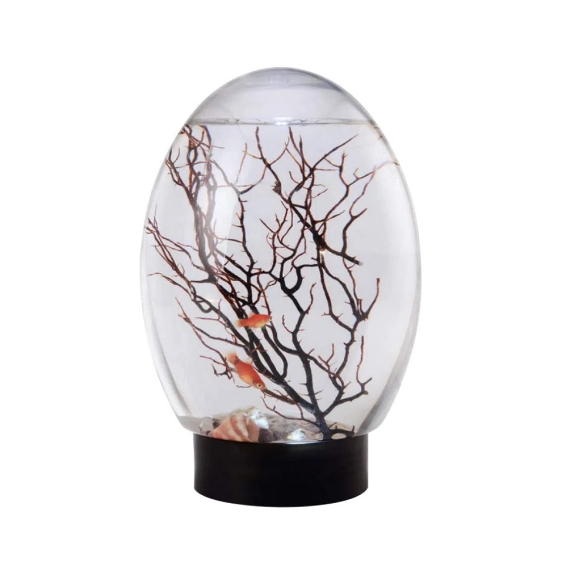 Ecosistema acquatico chiuso di mini acquario ecosistema chiuso con acqua nera per desktop luminosa a LED non è necessario nutrire o cambiare acqua, ecosistema della biosfera