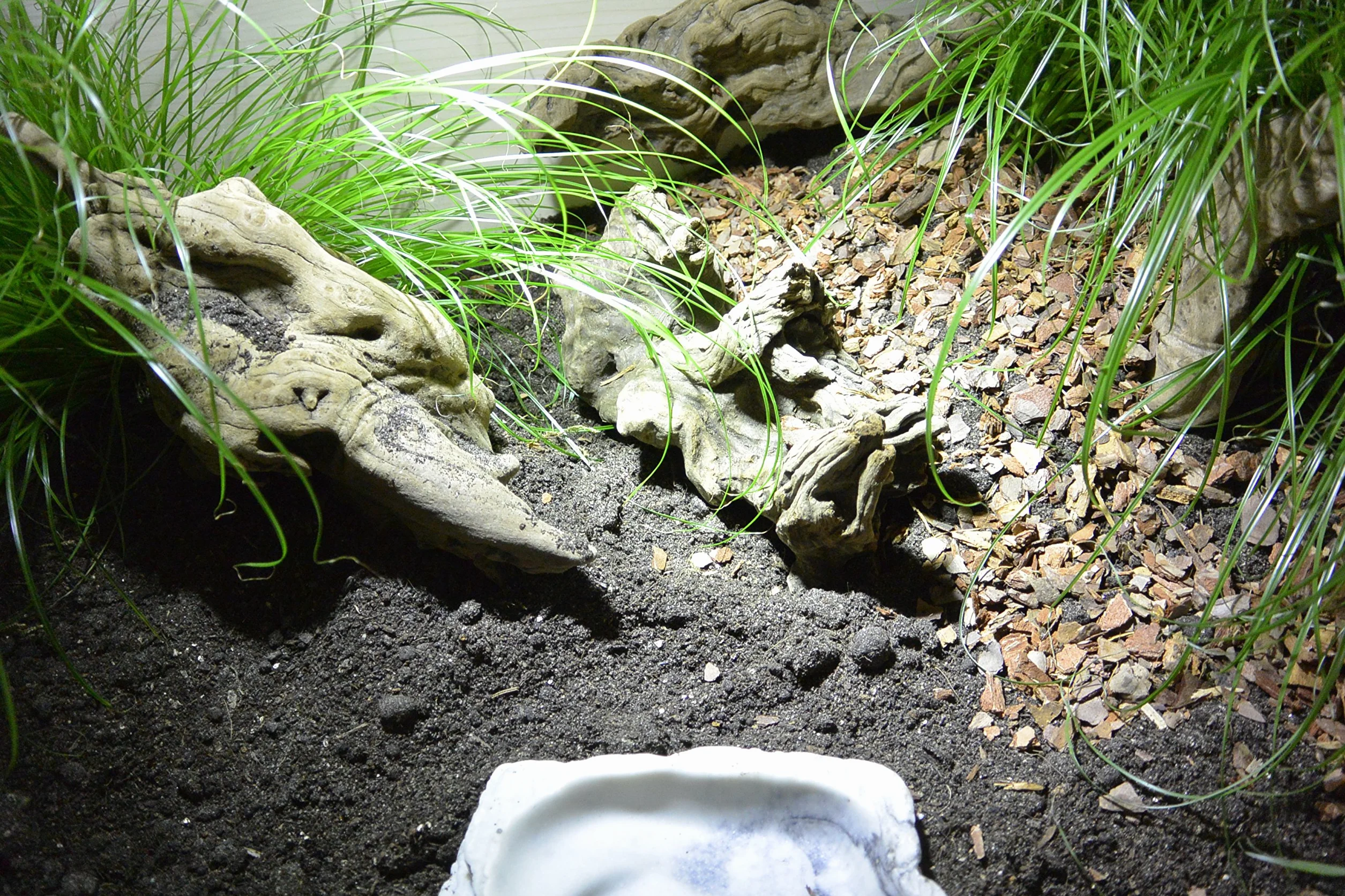 Lucky Reptile, Fondo in Stile jungla