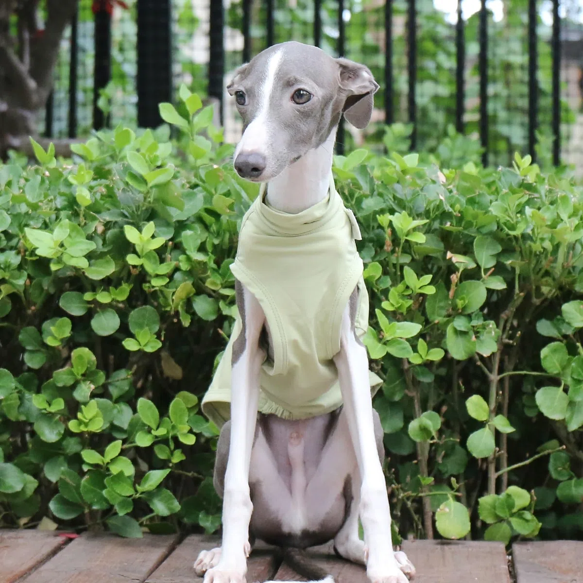 T-shirt Levriero Italiano Per Cani Di Taglia Piccola E Media, Gilet Estivo Leggero E Fresco, Vestiti Whippet, Camicie Traspiranti Per Animali Domestici, Abbigliamento Da Esterno(Gray,M)
