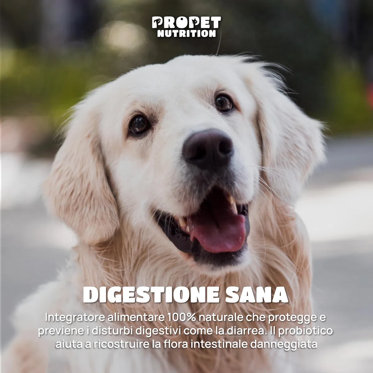 Probiotici per Cani. 10 Miliardi UFC. Probiotici 11 Diversi Ceppi + Prebiotici + Vitamine B Complex. 120 Compresse. Fermenti Lattici Cane. Diarrea Cane. Probiotico Digestivo per Cani