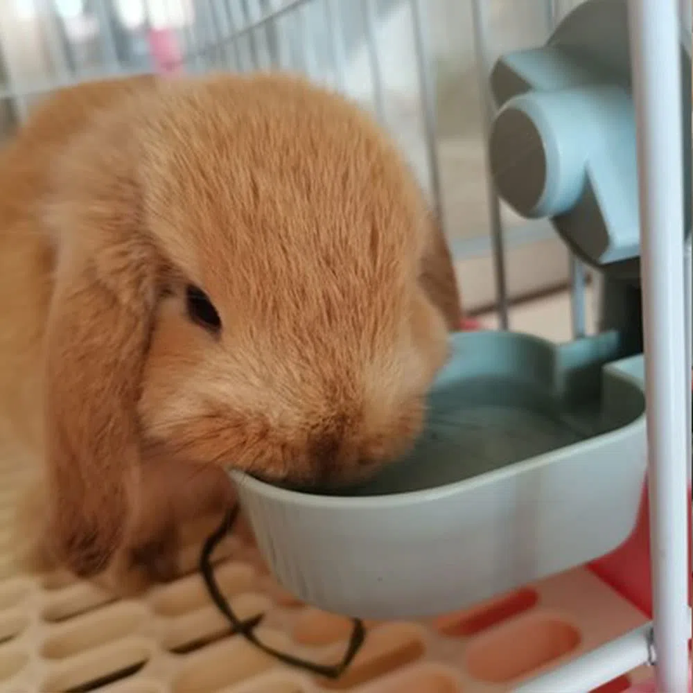 Dispenser per acqua per conigli senza perdite da 17 once, ciotola per acqua senza gocciolio per cavie, criceti, cincillà, furetti e piccoli animali