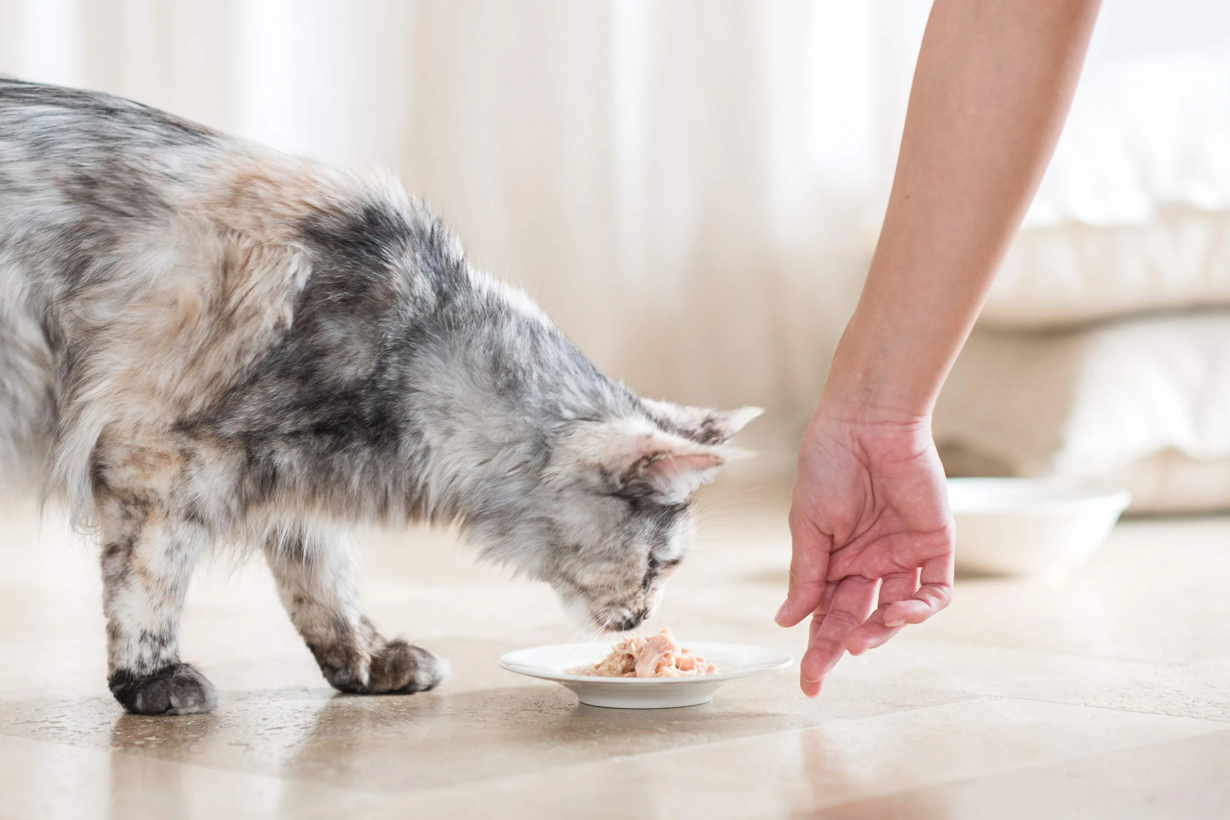 Schesir, Cibo Umido per Gatti Adulti al Gusto Tonnetto con Pesce Bianco, Filetti in Morbida Gelatina - Totale 2,04 kg (24 Lattine da 85 gr)
