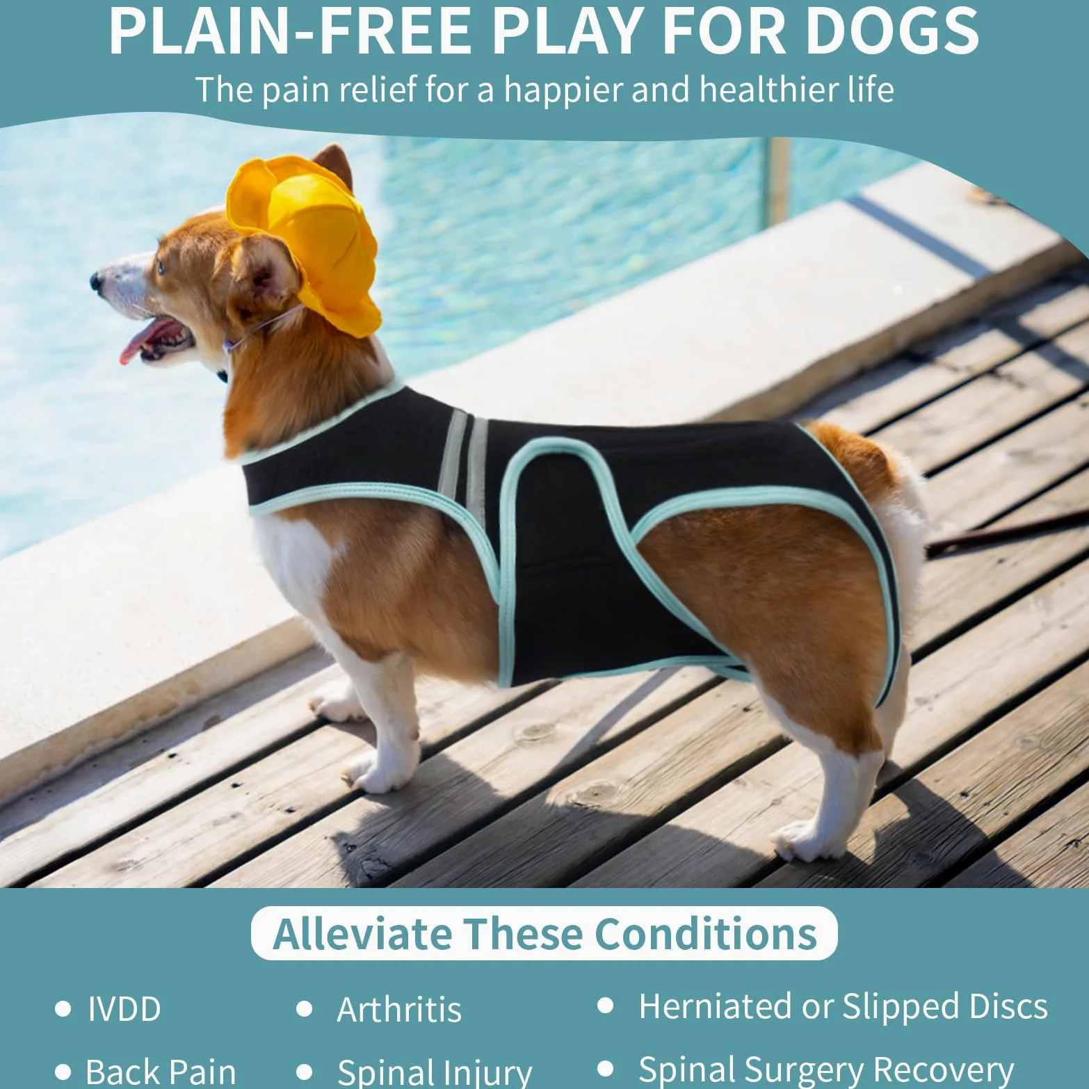 PUMYPOREITY Tutore per Schiena Cani IVDD, Busto per Schiena Cani, Gilet di Supporto per Schiena Bassotti, Artrite IVDD, Ernia del Disco, Recupero Chirurgico Spinale(M)
