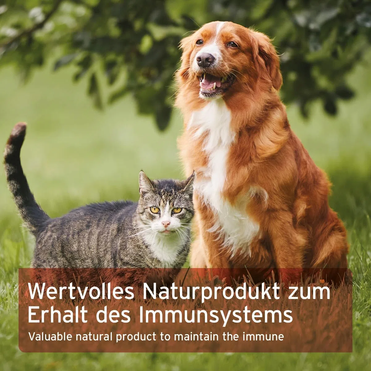 AniForte - Spirulina Bio in polvere per cani e gatti 250g - microalghe supporta la pelle e il mantello, sistema immunitario e processi metabolici, vitamine e minerali