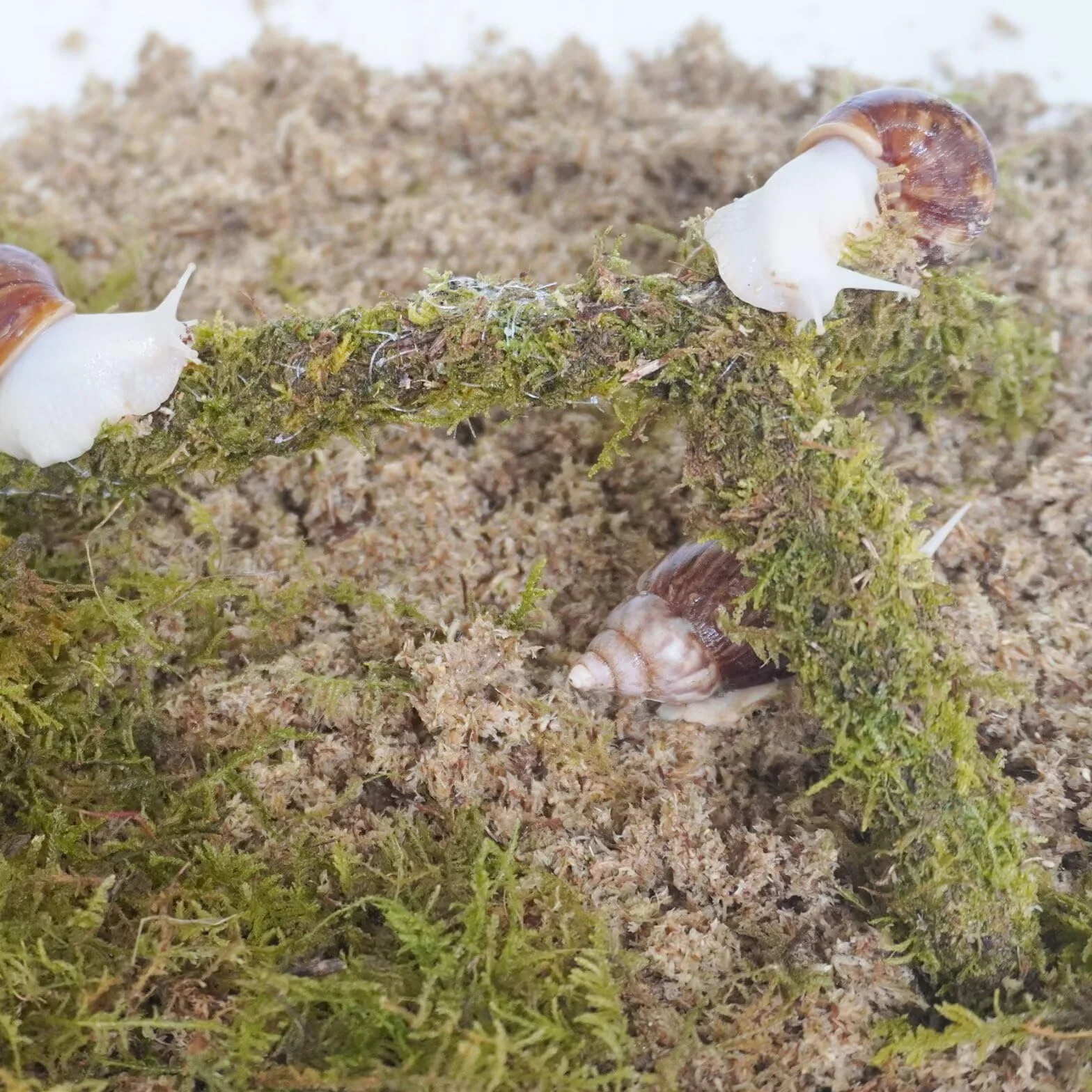 Kit di accessori per terrario a lumaca, 3 pezzi, include uno strato di substrato che trattiene l'umidità, uno strato superiore e un substrato che trattiene l'umidità, giocattolo da