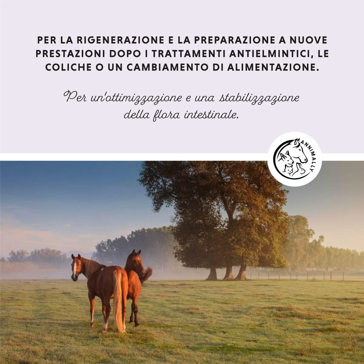 Polvere probiotica per cavalli - 750 g di polvere intestinale con lievito vivo per una flora intestinale sana - Batteri intestinali per la sanificazione intestinale nei cavalli, in caso di feci liquid